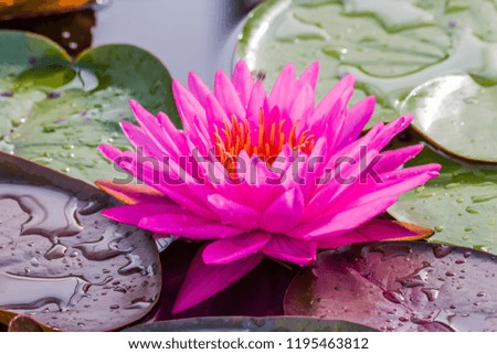 Close up view Lotus flower/Water lily in pond Thailand.