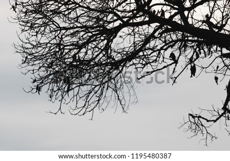 Silhouettes of branches of tree with dramatic sky. Halloween concept.