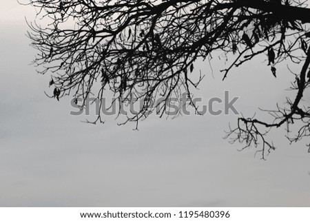 Silhouettes of branches of tree with dramatic sky. Halloween concept.