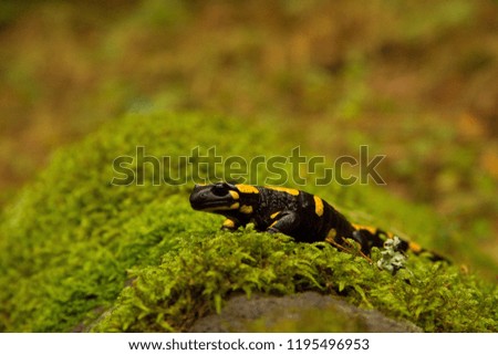 Salamander in moss