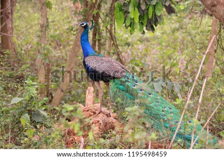 A peacock, Nandan Kanan, Puri Royalty-Free Stock Photo #1195498459