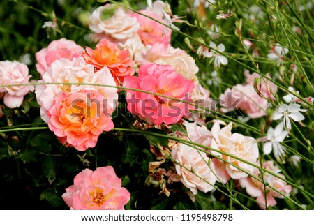Wonderful roses close-up background