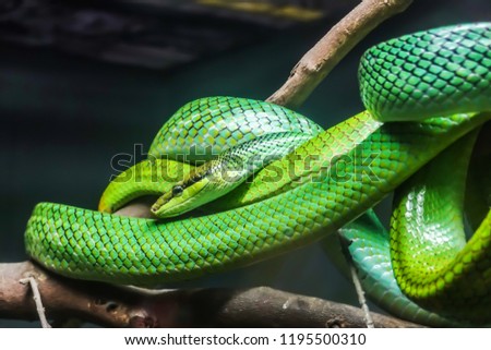 green snakelying in a trunk at a zoo