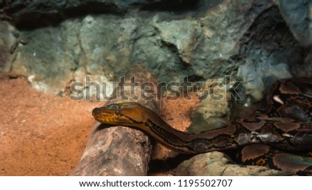 snake slither pass log,dusit zoo, bangkok, thailand.