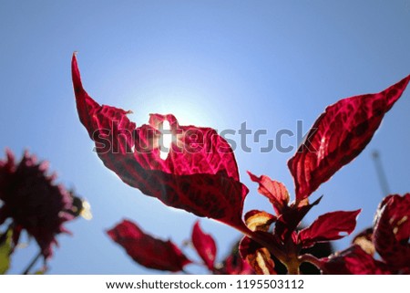 Sunshine through red leaf