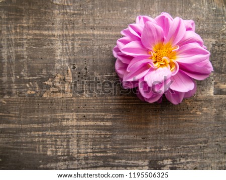 Bright fresh garden flowers on wooden surface