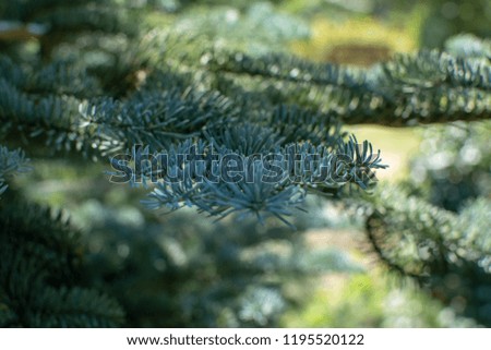 Branch of young blue normann fir Christmas tree close up