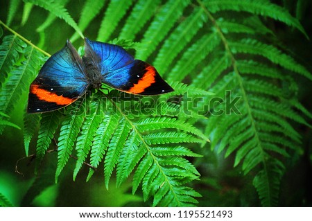 many kind, colour and species of the beautifull butterfly  Royalty-Free Stock Photo #1195521493