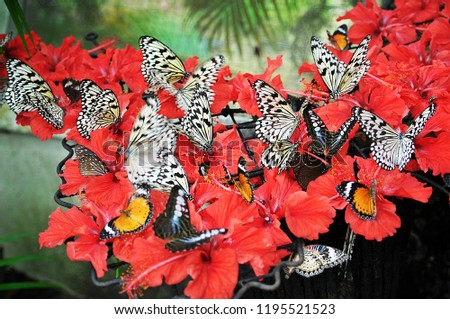 many kind, colour and species of the beautifull butterfly  Royalty-Free Stock Photo #1195521523