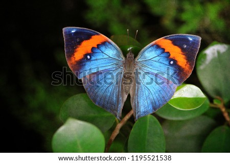 many kind, colour and species of the beautifull butterfly  Royalty-Free Stock Photo #1195521538