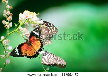 many kind, colour and species of the beautifull butterfly  Royalty-Free Stock Photo #1195521574