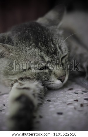 Close up of a sleeping cat. 