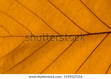 texture of yellow autumn leaf, closeup, background