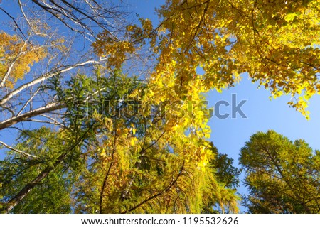 leaves of trees view from below into the sky, autumn landscape