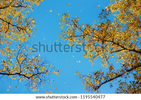 falling yellow birch leaves against the blue sky and trees, bottom view, background