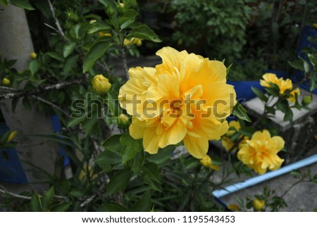 Close up of blooming yellow hibiscus flower.