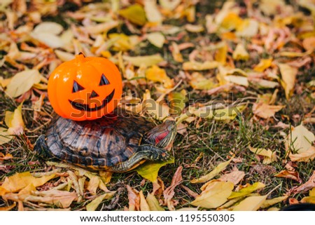 red-eared turtle with a pumpkin on its back. Turtle on autumn leaves dragging a scary halloween pumpkin on its back