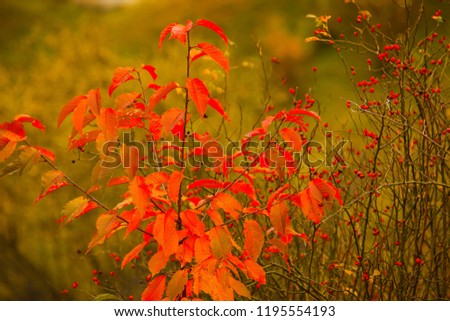 colorful trees and village photos during autumn season. artvin/savsat