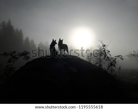 Dogs looking at the sun. Misty morning deep in the Woods. 