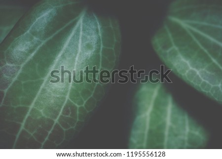 Dark foliage background