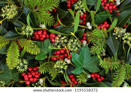 Holly, ivy and mistletoe Christmas and winter greenery background. Traditional Christmas greeting card for the holiday season.