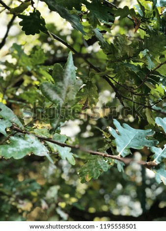 Oak leaves background. Beautiful screen nature wallpaper.