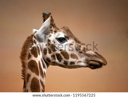 giraffe head profile side view closeup