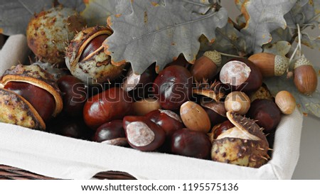 Autumn composition - brown chestnuts, some with crust, acorns in green hats and green oak leaves in a wicker basket. The picture was taken with selective color effect. 