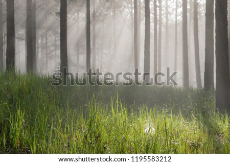 Discovery travel in the trail pine forest, vietnam. Background with magic sunrays, light, dense fog and fresh air at the dawn