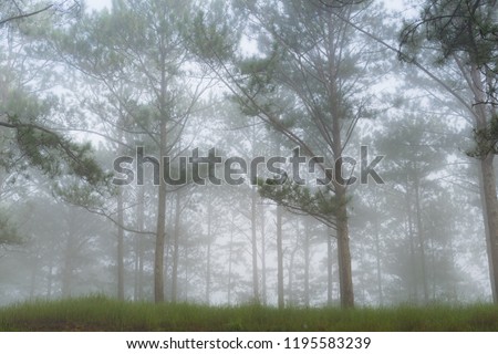 Discovery travel in the trail pine forest, vietnam. Background with magic sunrays, light, dense fog and fresh air at the dawn