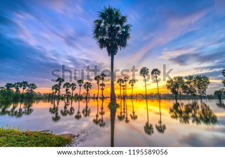 Colorful sunrise with tall palm trees rising up in the dramatic sky beautiful clouds and silhouette reflect on the surface water in rural Mekong Delta