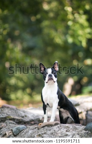 Boston terrier posing in the park. Dog in green grass.