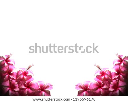 pink hibiscus flower on white background.