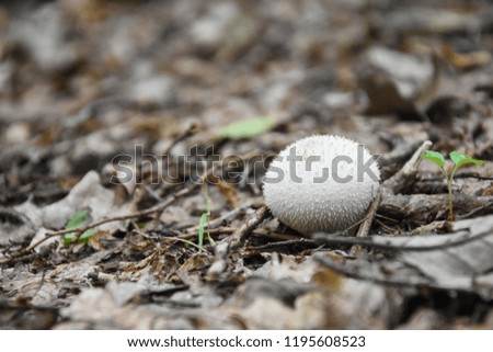 The Common Puffball (Lycoperdon perlatum)  edible mushroom  can be eaten by slicing and frying in batter or egg and breadcrumbs, or used in soups