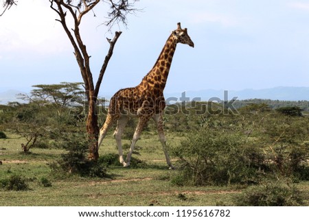 beautiful giraffe running into the wild savannah