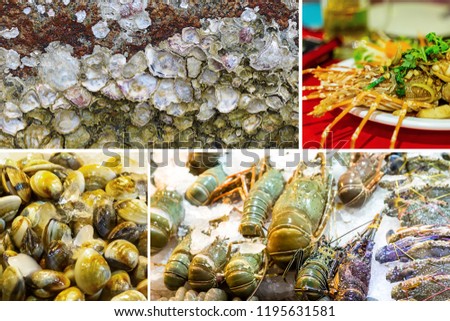sea set picture compilation. Sea shells mussels gray shrimps in ice tray of sea delicacies. Finished large lobster stuffed surface with seashells