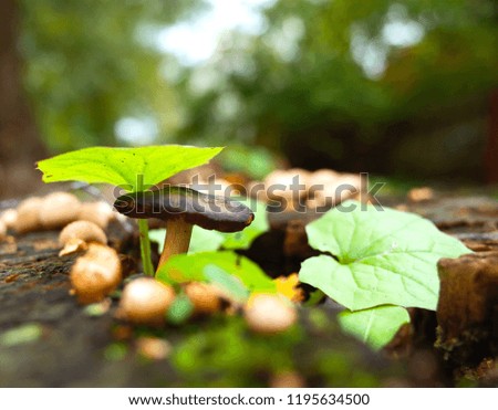 Wild tiny mushroom and green leaves on stump in forest close-up photo with very short focus