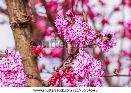 Flowering Viburnum x bodnantense var. Dawn. Pink Garden Flowers in winter 