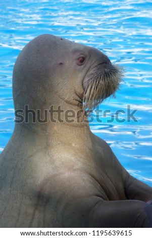 walrus female is very smart water animal 