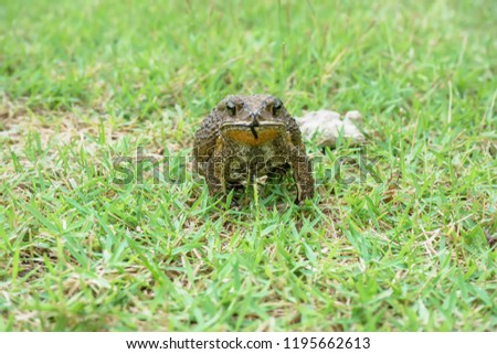 The toad are posing on grass on a nature background.
