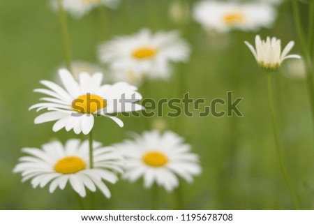 Smooth picture of several camomile flowers. Beautiful marguerites on a lawn. Soft focus. Flower background