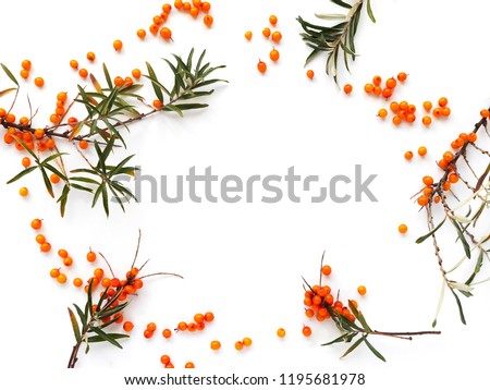 Frame of sea-buckthorn  isolated on white background, flat lay, top view.