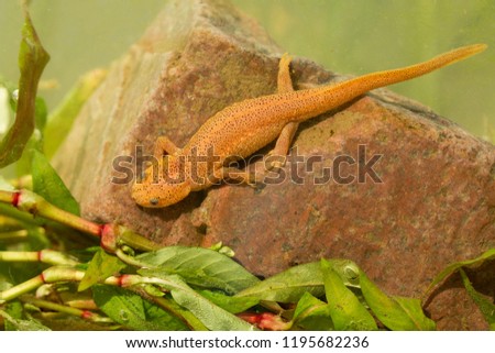 Iberian ribbed newt or Spanish ribbed newt (Pleurodeles waltl) is a newt endemic to the central and southern Iberian Peninsula and Morocco
