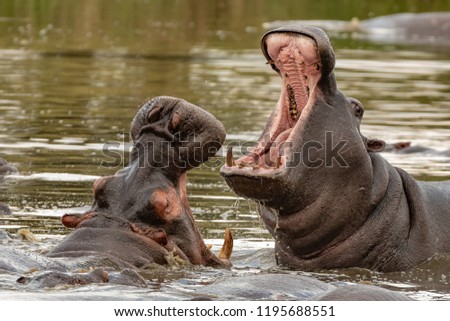 This image of Hippopotamus is taken at Masai Mara in Kenya.