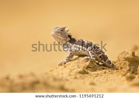 Horned lizards (Phrynosoma), also known as horny toads or horntoads, are a genus of North American lizards and the type genus of the family Phrynosomatidae. 