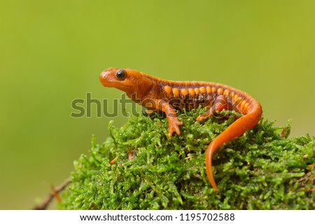Tylototriton shanjing, the emperor newt, Mandarin newt or Mandarin salamander, is a highly toxic newt native to China. 