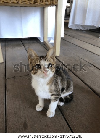 Little cat under the table