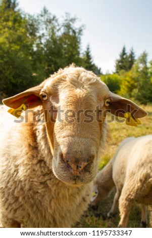 Portrait of a sheep with funny look