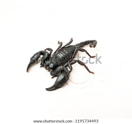 A black scorpion on the white background. 
