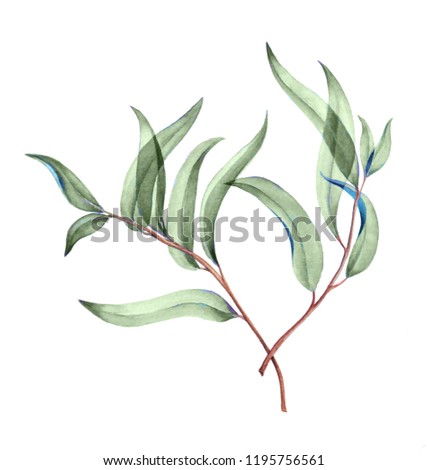 Botanical watercolor illustration of delicate green leaves.